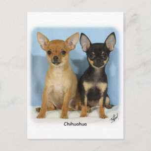 Chihuahua-valpar 9W079D-011 Vykort