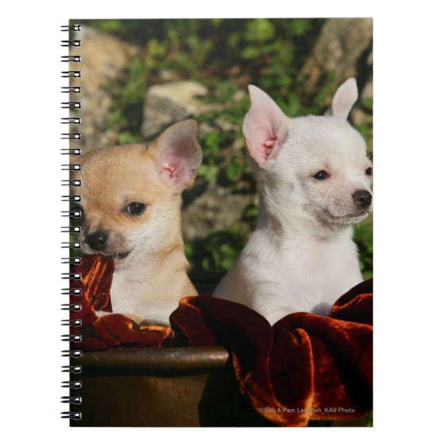 Chihuahua-valpar Anteckningsbok Med Spiral (Framsidan)