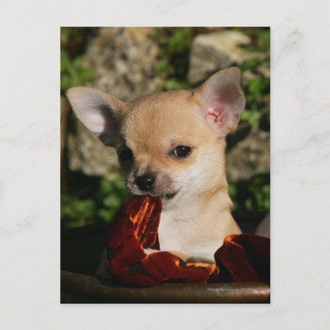 Chihuahua-valpar Vykort (Framsida)