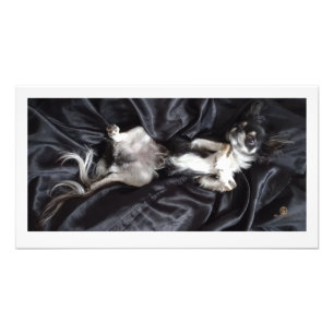 Chihuahua vid Svarta Silke Fototryck