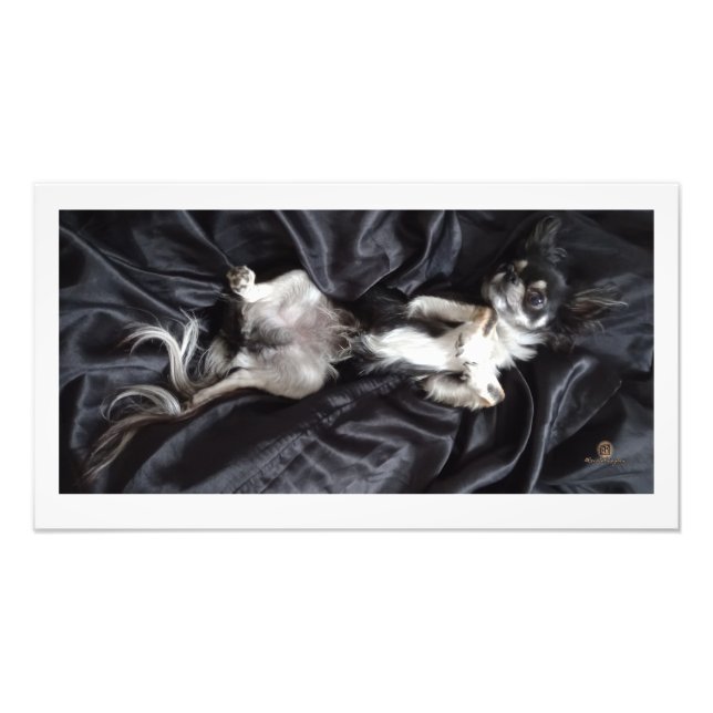 Chihuahua vid Svarta Silke Fototryck (Framsidan)