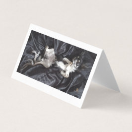 Chihuahua vid Svarta Silke Kort