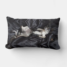 Chihuahua vid Svarta Silke