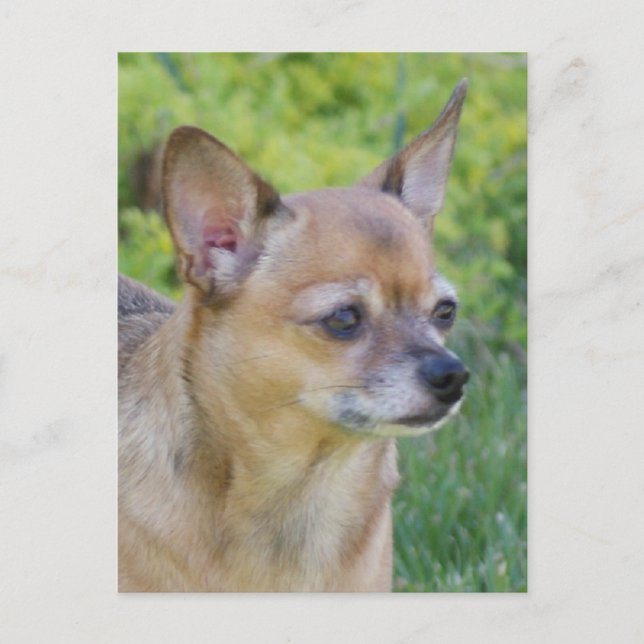 Chihuahua Vykort (Framsida)
