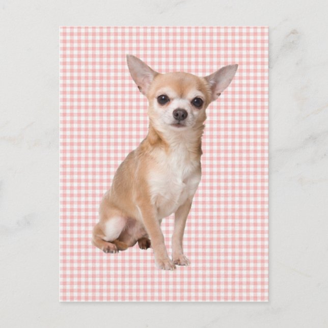 Chihuahua Vykort (Framsida)