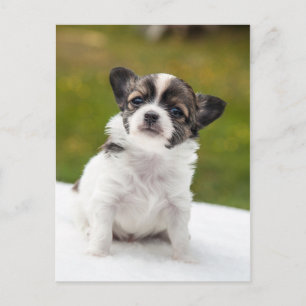 Chihuahua Vykort