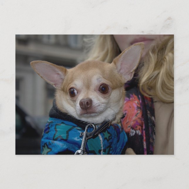 Chihuahua Vykort (Framsida)