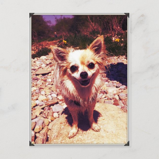 Chihuahua Vykort (Framsida)
