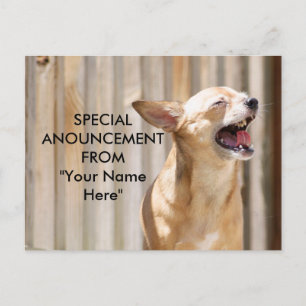 Chihuahua vykort