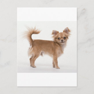 Chihuahua Vykort
