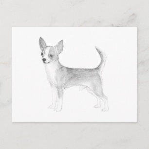 Chihuahua Vykort
