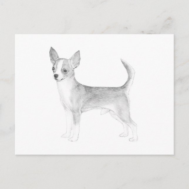 Chihuahua Vykort (Framsida)