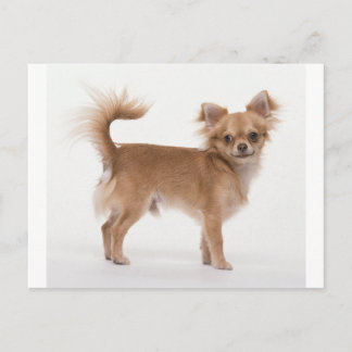 Chihuahua Vykort