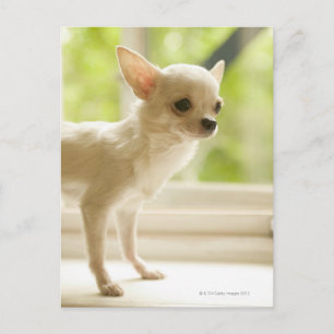 Chihuahua Vykort