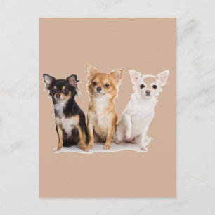 CHIHUAHUA VYKORT