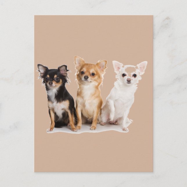 CHIHUAHUA VYKORT (Framsida)