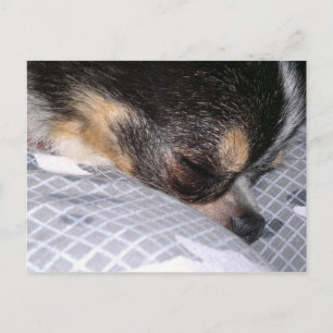 Chihuahua Vykort
