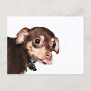 Chihuahua-vykort Vykort