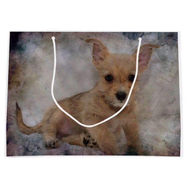 Chihuahua / Yorkie Puppy (Framsidan)