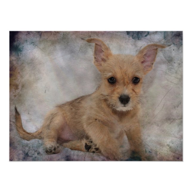 Chihuahua / Yorkie Puppy Fototryck (Framsidan)