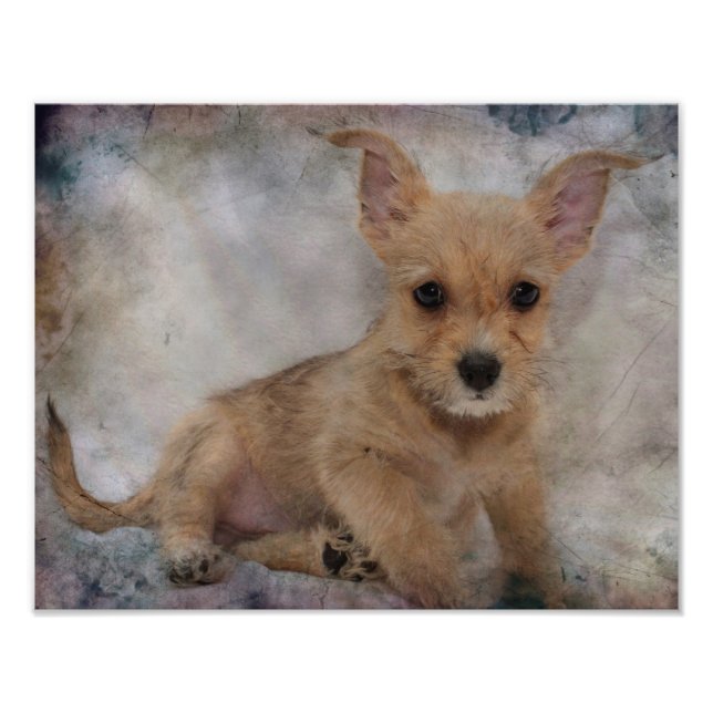 Chihuahua / Yorkie Puppy Fototryck (Framsidan)
