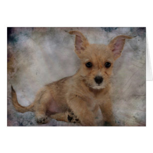 Chihuahua / Yorkie Puppy Hälsningskort
