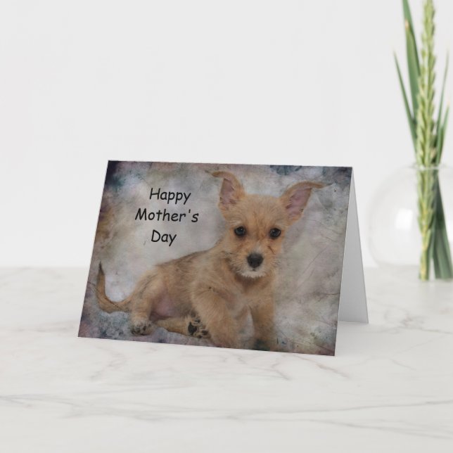 Chihuahua / Yorkie Puppy Kort (Framsida)
