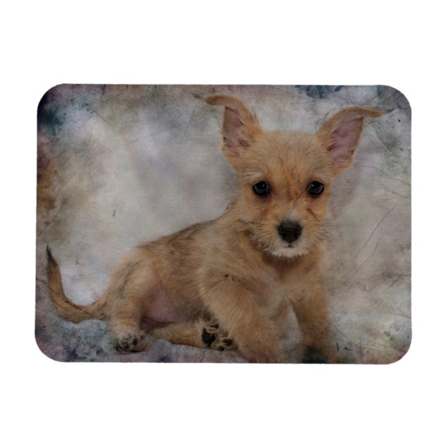 Chihuahua / Yorkie Puppy Magnet (Horisontell)