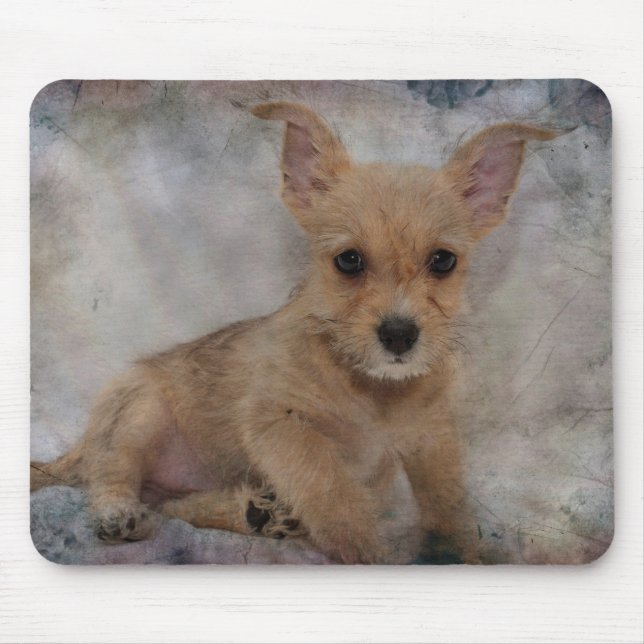 Chihuahua / Yorkie Puppy Musmatta (Framsidan)
