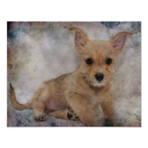 Chihuahua/Yorkie valp Fototryck