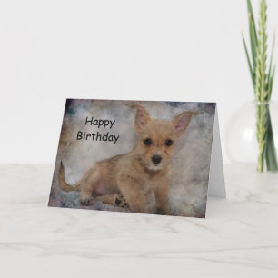 Chihuahua/Yorkie-valp Kort