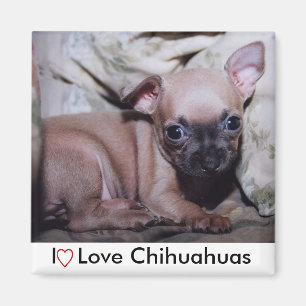 Chihuahuaälskare fröjd magnet
