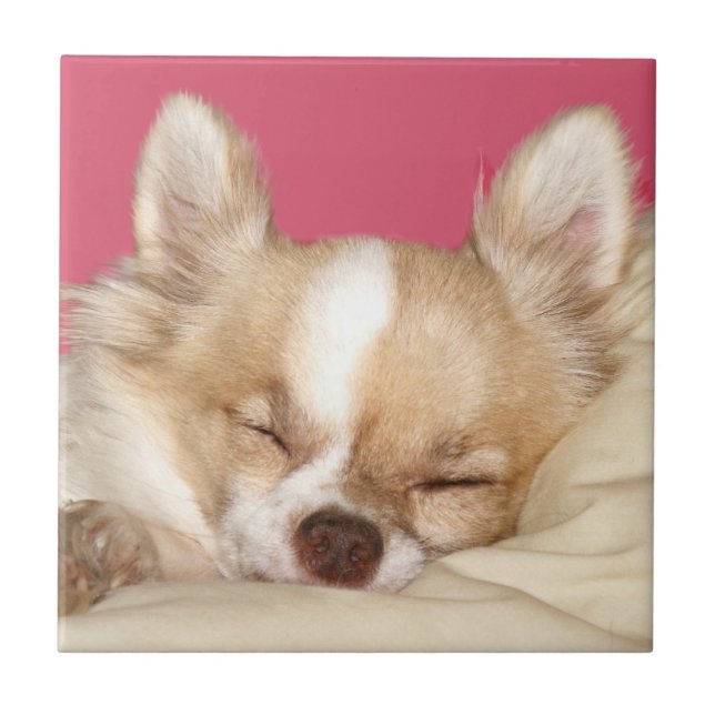 Chihuahuaansikte belägger med tegel kakelplatta (Framsidan)