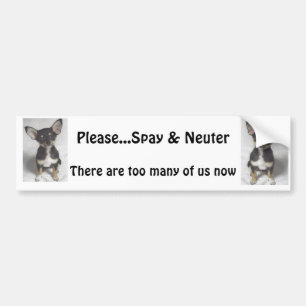 Chihuahuaen behar Spay & steriliserar Bildekal
