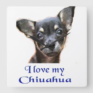 Chihuahuaen tar tid på fyrkantig klocka
