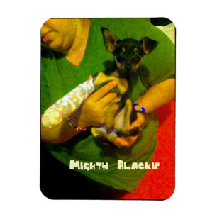 Chihuahuafotomagnet Magnet