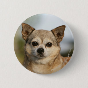 ChihuahuaHeadshot Knapp