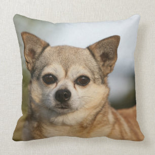 ChihuahuaHeadshot Kudde