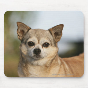 ChihuahuaHeadshot Musmatta