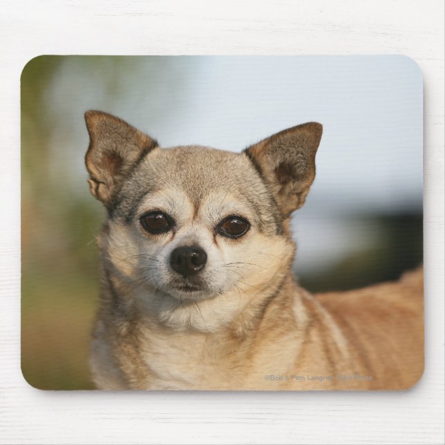 ChihuahuaHeadshot Musmatta (Framsidan)