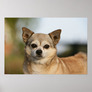 ChihuahuaHeadshot Poster