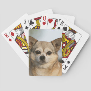 ChihuahuaHeadshot Spelkort