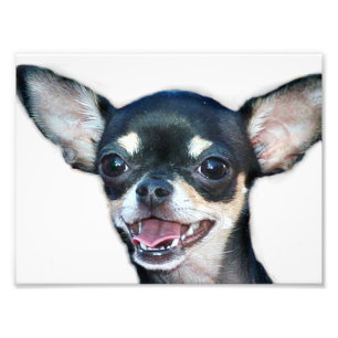 Chihuahuahund Fototryck
