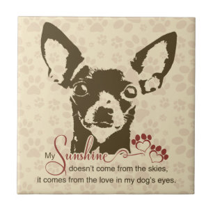 Chihuahuahund mitt solsken kakelplatta