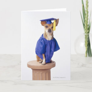 Chihuahuahund som ha på sig den enhetliga kort