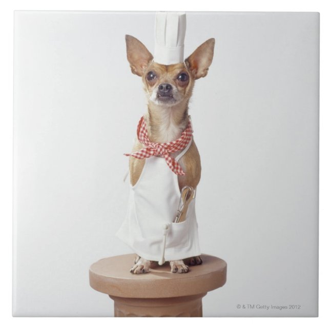Chihuahuahund som ha på sig kock viter, skjuten kakelplatta (Framsidan)