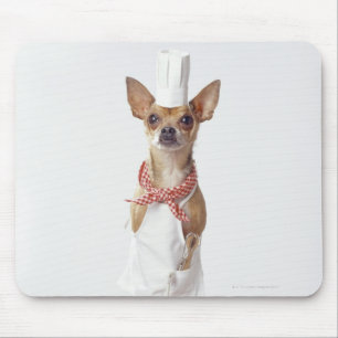 Chihuahuahund som ha på sig kock viter, skjuten musmatta