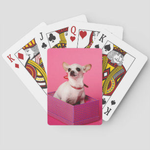 Chihuahuahund som leker kort spelkort