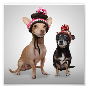 Chihuahuahundar med hattfotoet fototryck