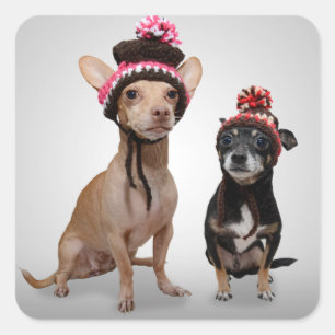 Chihuahuahundar med hattfotoet fyrkantigt klistermärke